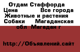 Отдам Стаффорда › Цена ­ 2 000 - Все города Животные и растения » Собаки   . Магаданская обл.,Магадан г.